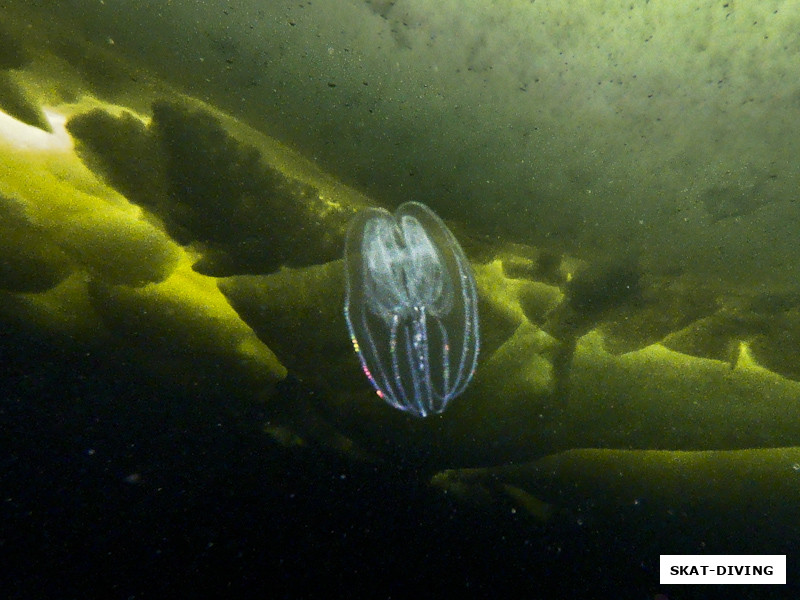 А вот еще одно инопланетное создание, часто встречаемое под водой в северных морях - гребневик!