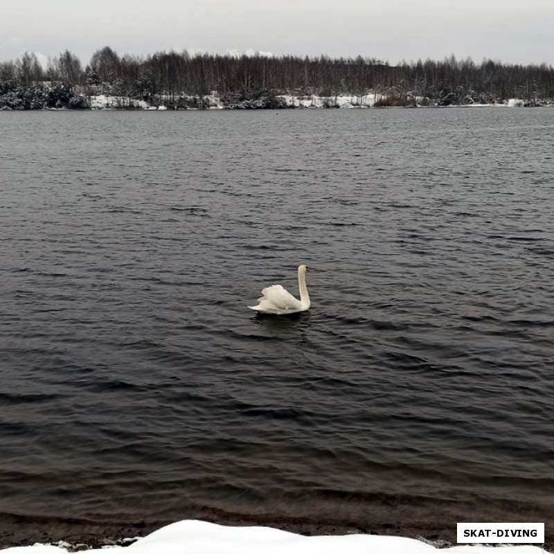 Нас ждет лебедь на Керамзите!