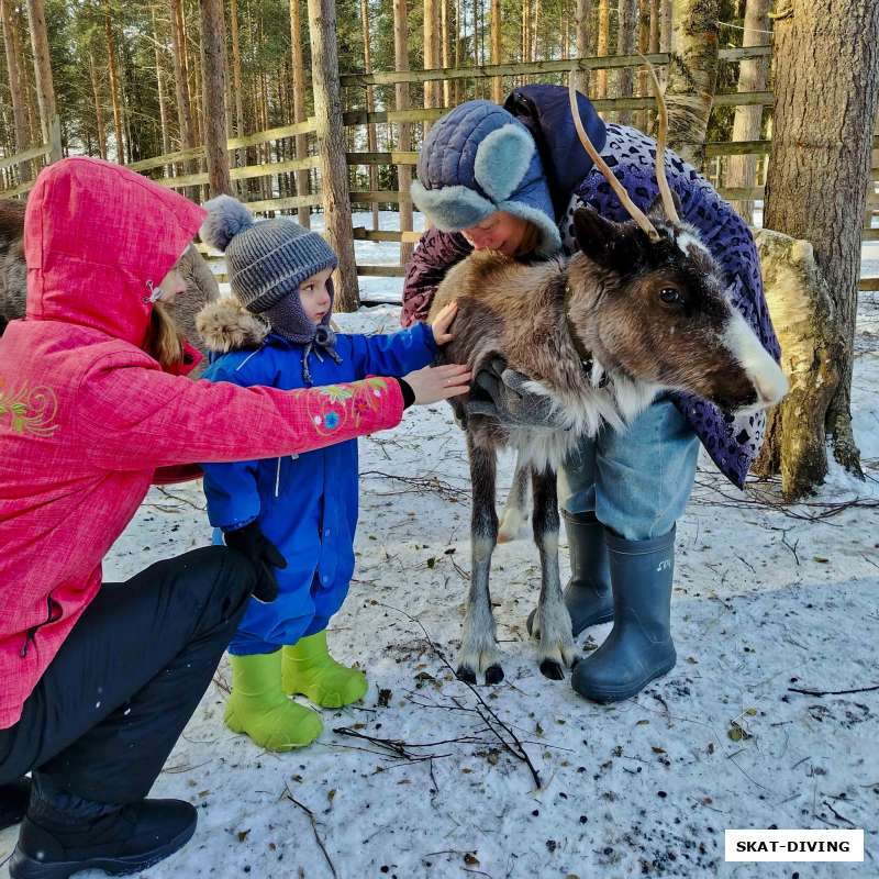 Как северные олени и ездовые собаки дарят улыбки!