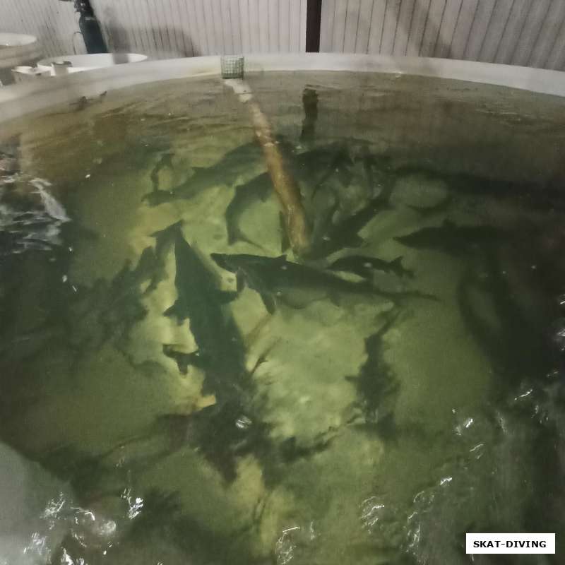 55 красавцев осетров для любимого Керамзита от "Дебрянского Осетра"