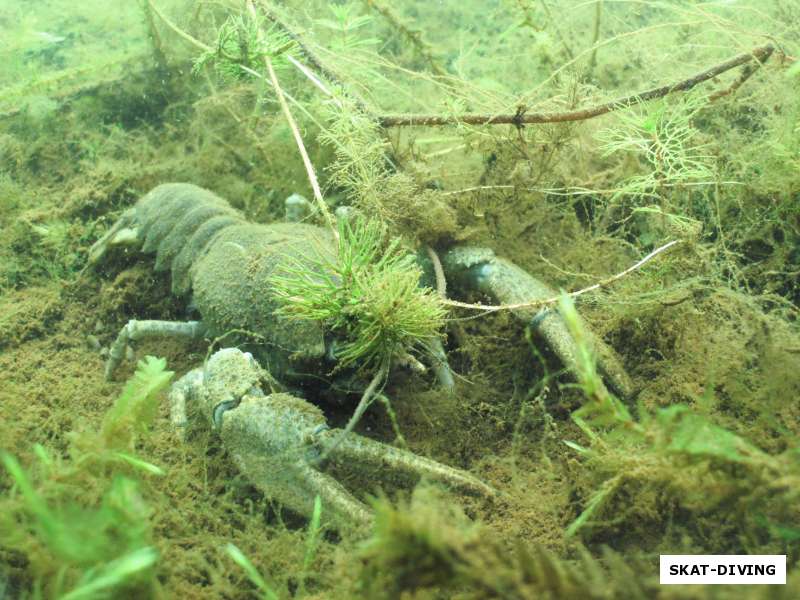 Фото-прогулка по подводному Миру Керамзитного карьера на сайте клуба СКАТ