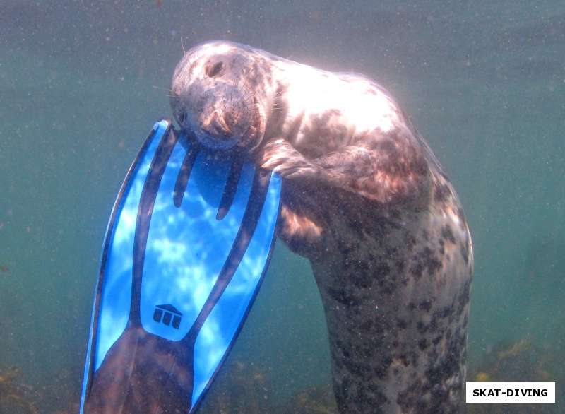 Этот морской котик очень ждет вас! А новая группа по программе Open Water Diver стартует уже в четверг!