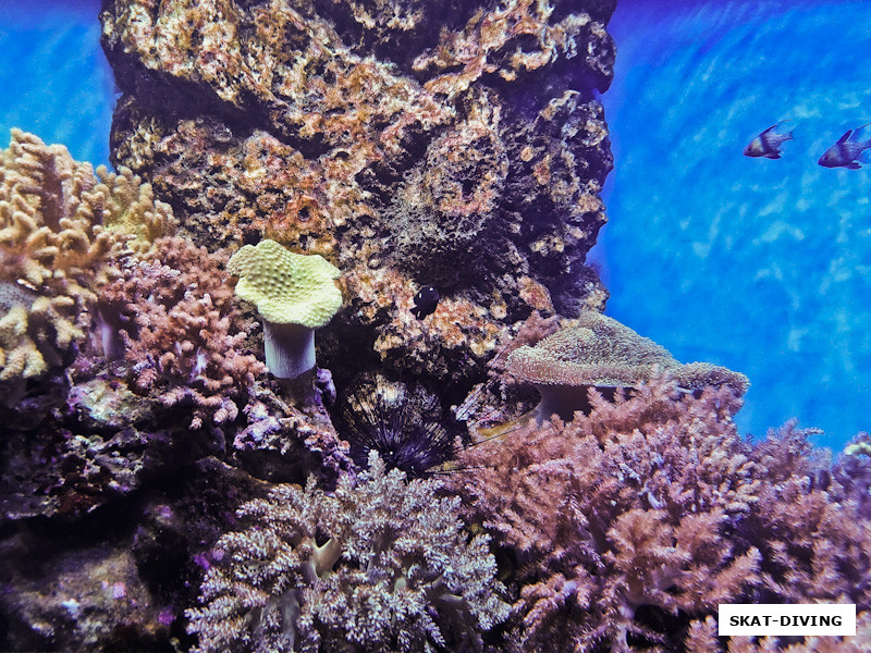 Радость для глаз от Юрия Тюрина: "коралловый риф"