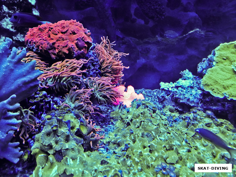 Радость для глаз от Юрия Тюрина: "мягкие кораллы"