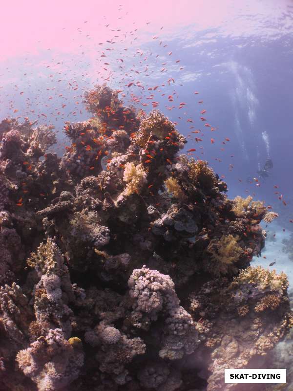 риф красного моря