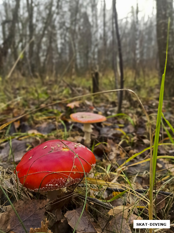 В осенних рощах Десногорска