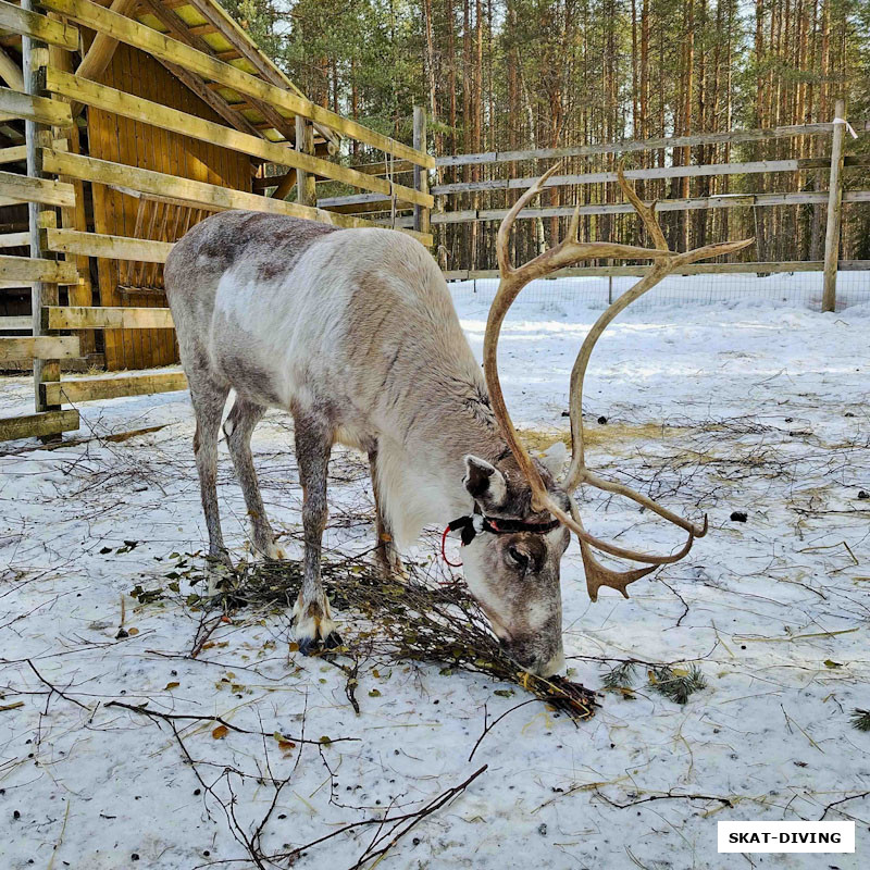 Для оленей большие рога - это предмет гордости!