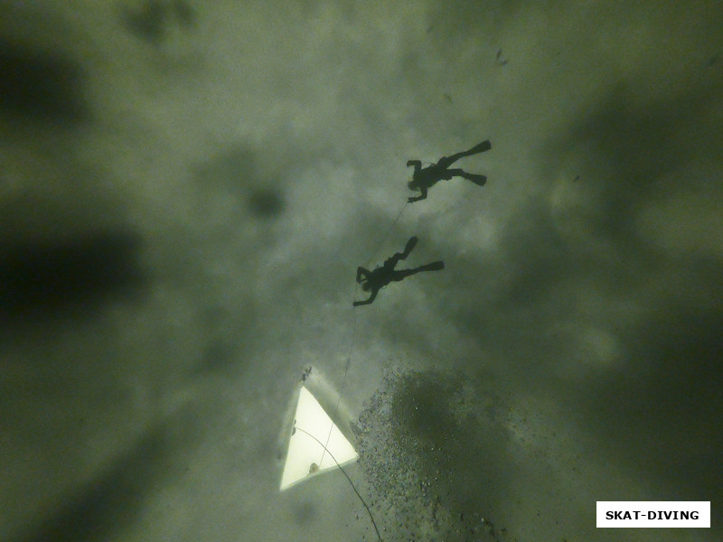Наблюдать за беломорскими ластоногими лучше с максимально возможной глубины, когда они вас плохо чувствуют и свободно плавают над вами