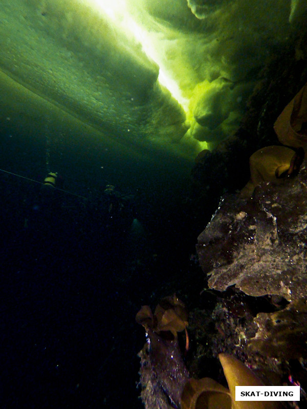 Благодаря разломам льда у подводных обитателей имеется весьма оригинальная люстра
