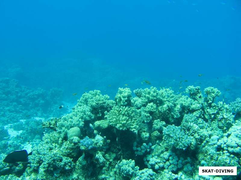 Кораллы Красного моря