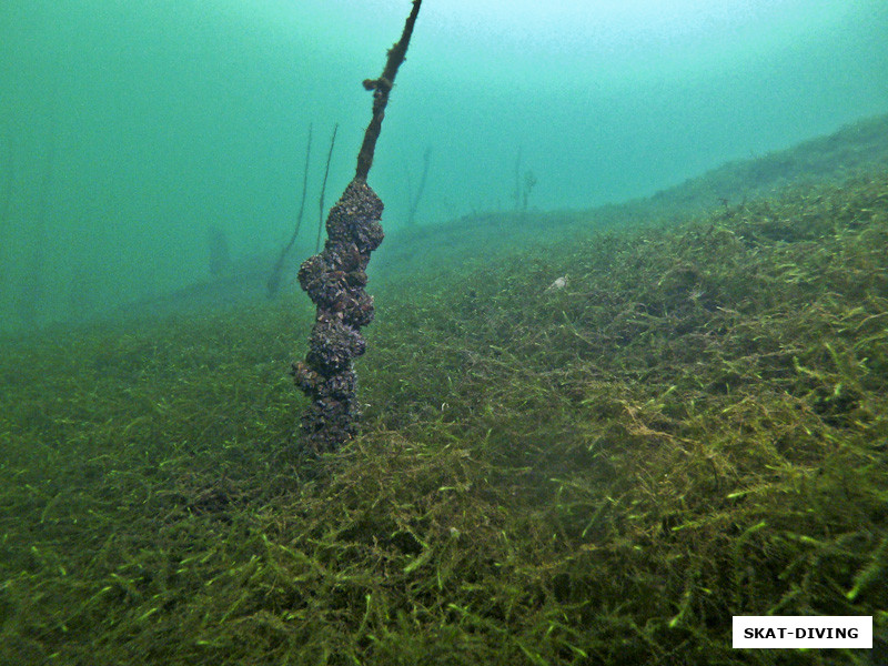 Несмотря на общее осенние настроение лаже под водой, все еще можно встретить зеленые краски, а точнее целые зеленые ковры
