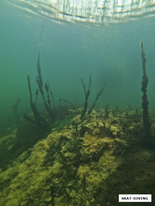 С глубины около 4-х метров можно не только рассматривать все под водой, но и считать ворон на ветках деревьев у воды...