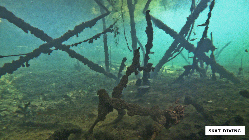 В океанариуме нужно замереть и просто лицезреть огромные стаи порой очень больших рыб мирно плавающих за воображаемым стеклом