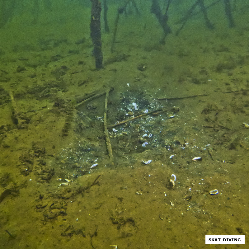 Место кормления крупной рыбы, скорее всего карпа