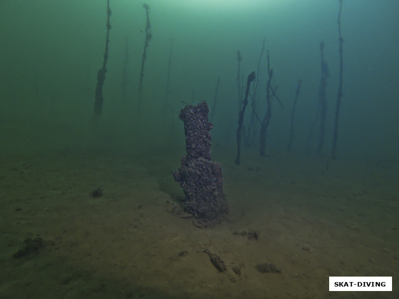 На и напоследок вам "Дерево Бутылка", чтобы не сесть на такое дерево приезжайте лучше нырять...