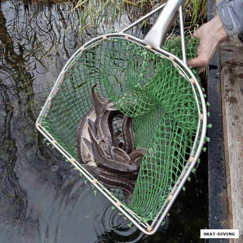 Вес выпущенных осетров от 400 до 800 грамм