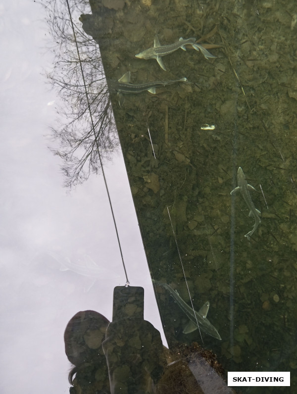 Романов Артем, смог попасть в отчет благодаря отражению в воде