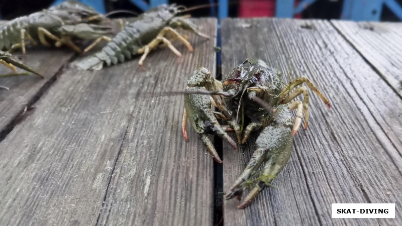 Раки были собраны где-то под Унечей вечером 27 ноября