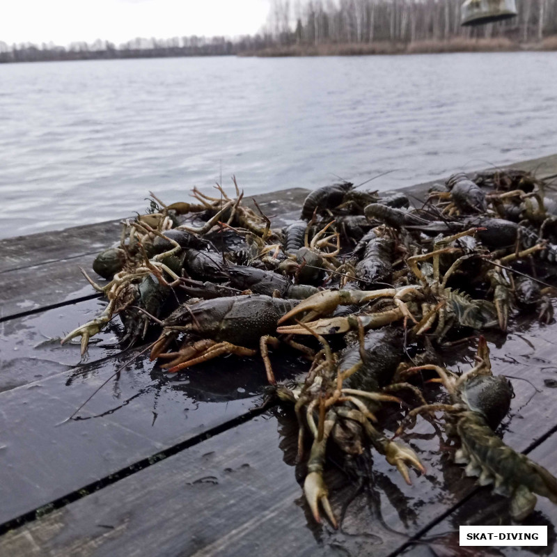 Раки преимущественно небольшого размера, но были и "кастрюльные экземпляры"