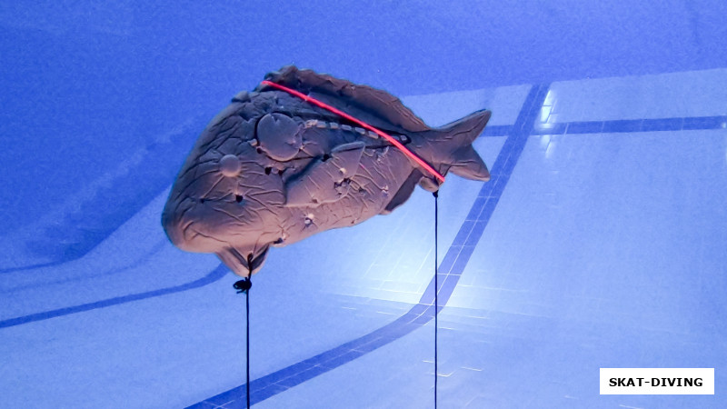 Бедолага пережила не один экзамен подводных охотников...