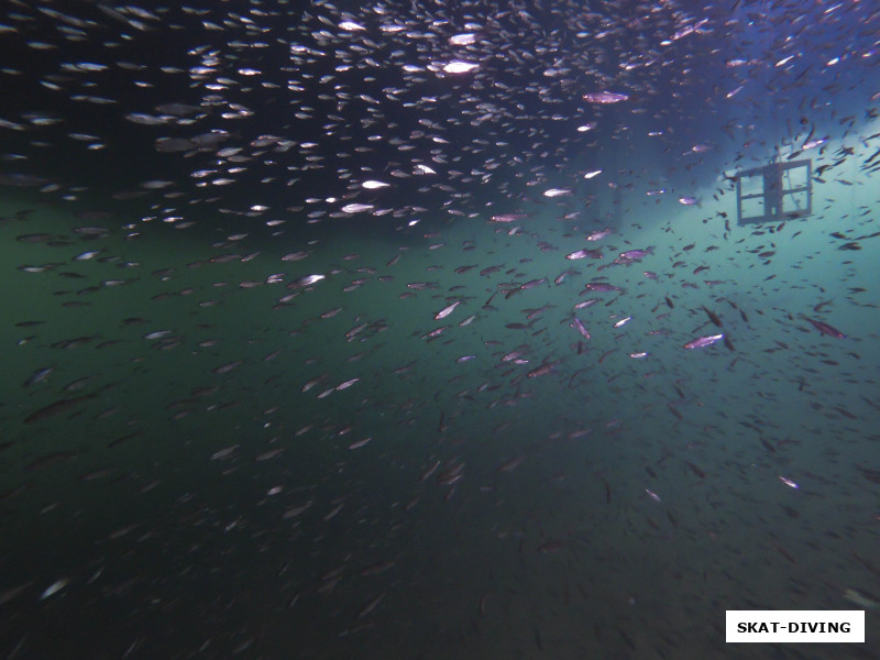 Неожиданная встреча, еще никогда не доводилось подо льдом встретить косяк мойвы