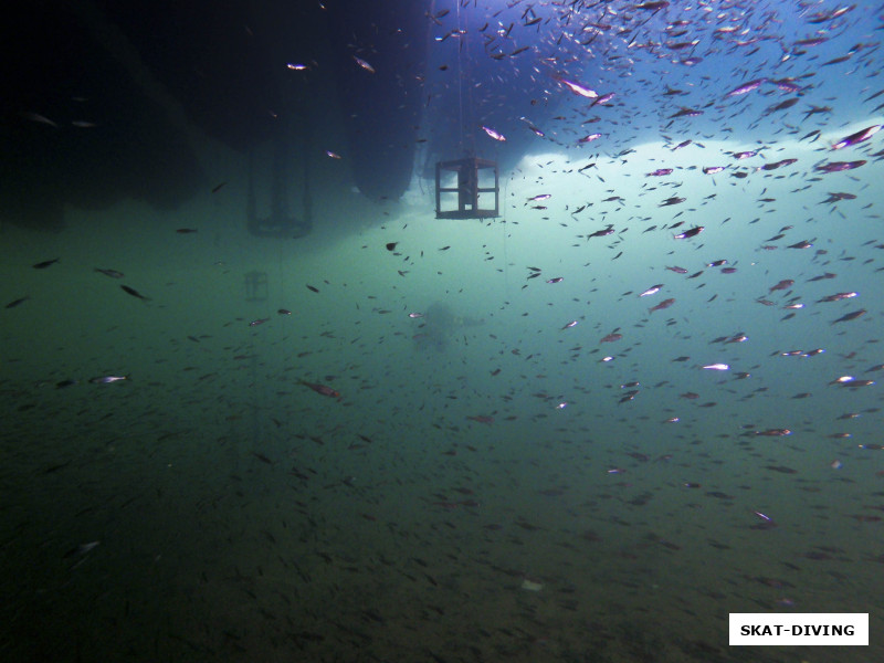 Порой было трудно разглядеть напарника из-за мельтешащей перед глазами рыбы