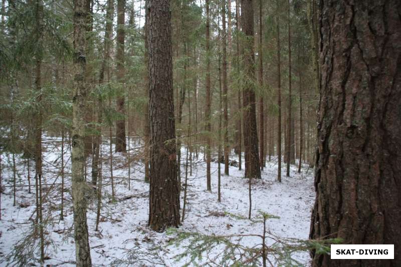 Зимний лес в Десногорске