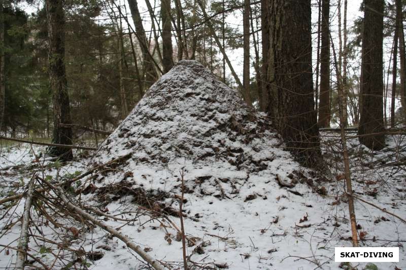 муравейник в лесу