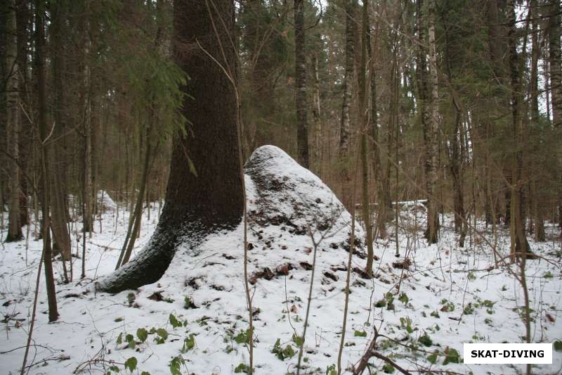 муравейник у дерева в лесу