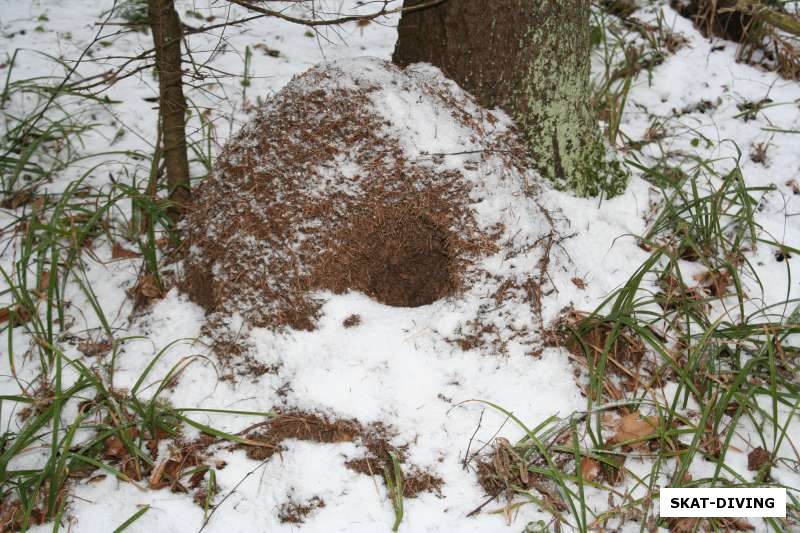После Димы Ильюшина муравейник выглядит опустошенным, но если серьезно, то это следы диких грызунов или животных.