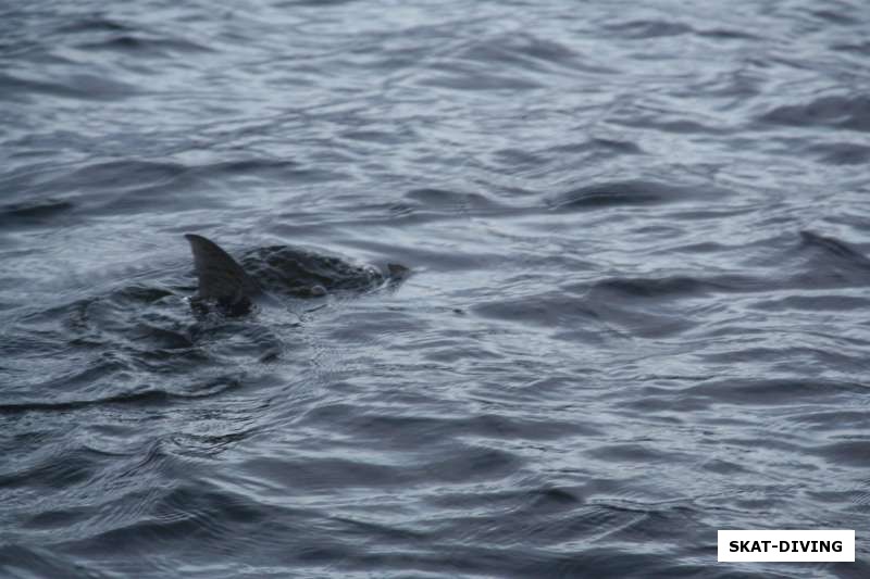 А теперь самое главное, легендарный десногорский толстолобик плавает рядом с лодкой, как дельфин