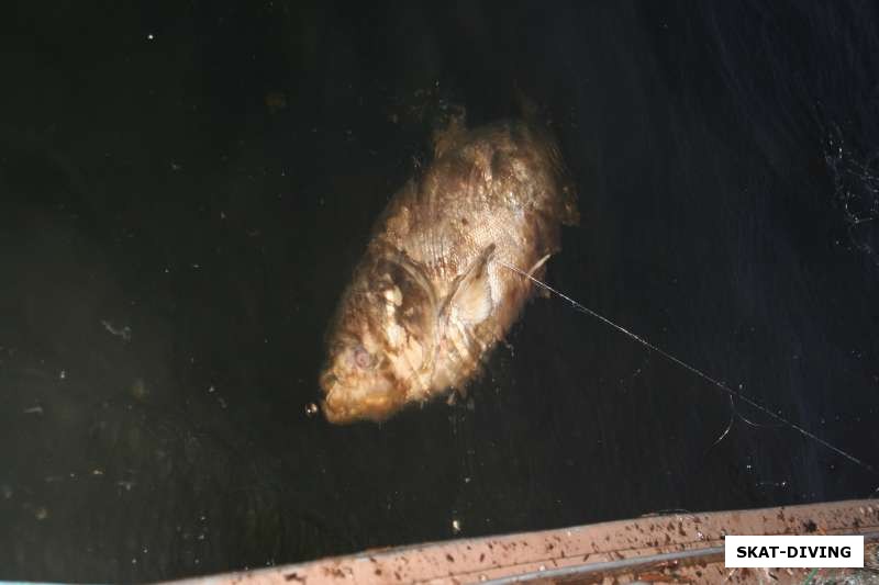 А в брошенных сетях бывает такая вот пропавшая рыба. Вас бы рыбаки-сетевеки довести до такого внешнего вида и в фото отчеты!