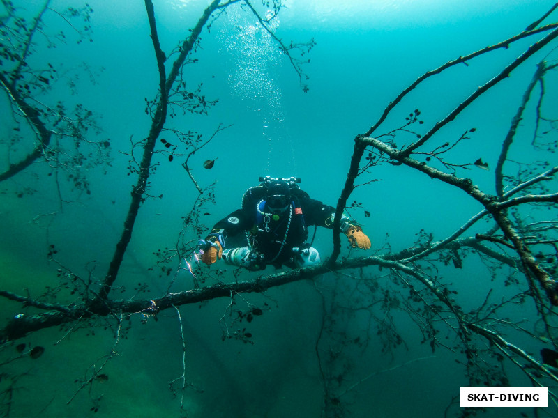 Филиппов Родион, даже на упавшие в воду деревья слетаются птицы