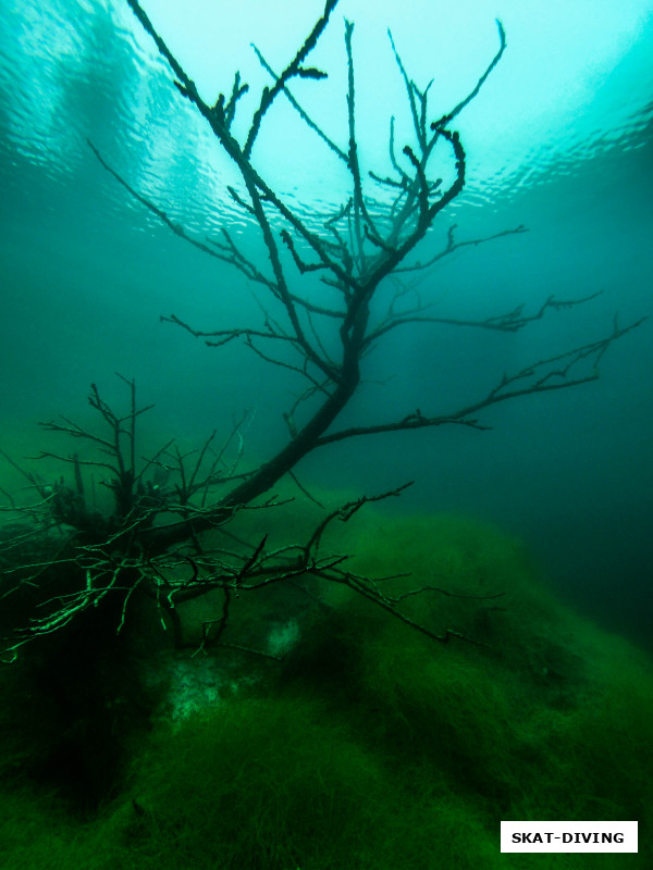 Возможно деревья так и не успели понять, что с ними случилось