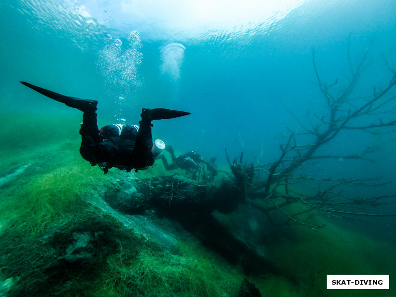 К концу нашей программы молодые глубоководники выглядели просто прекрасно, появилась грация