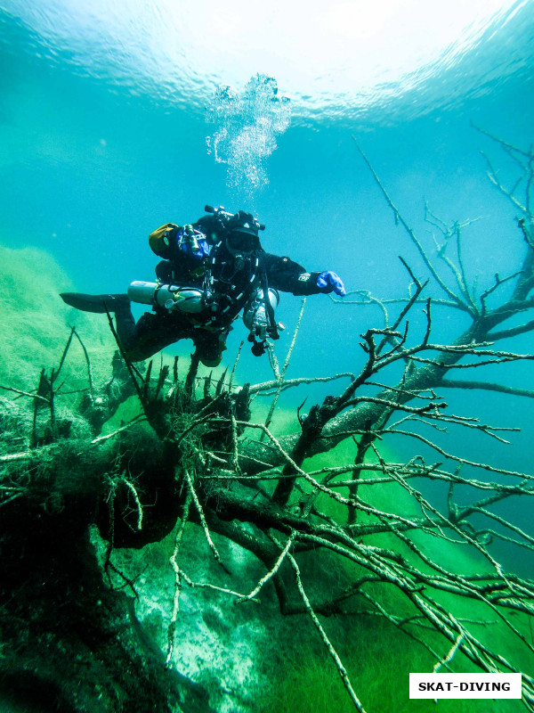 Азаркин Юрий, то самое "дерево Грозного", по преданию плохо сдавших курс студентов просят на него присесть