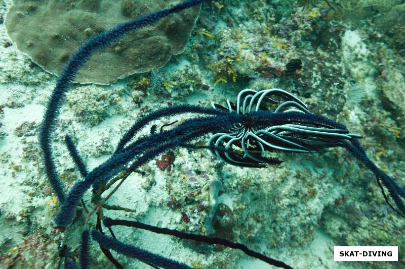 Морская лилия успела зацепиться за подводное растение до того, как началось течение