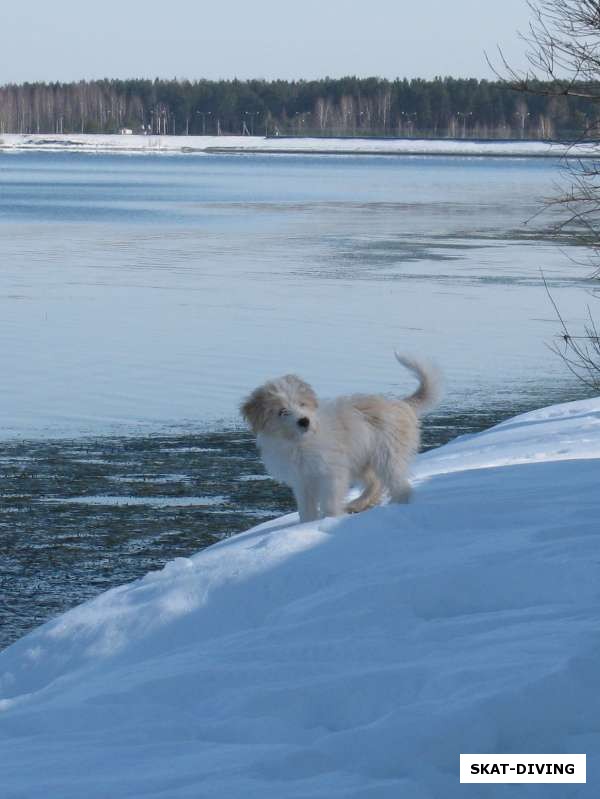 Песик