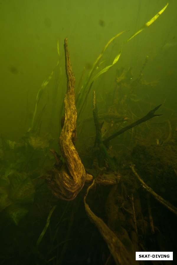 Подводная жизнь реки Судость