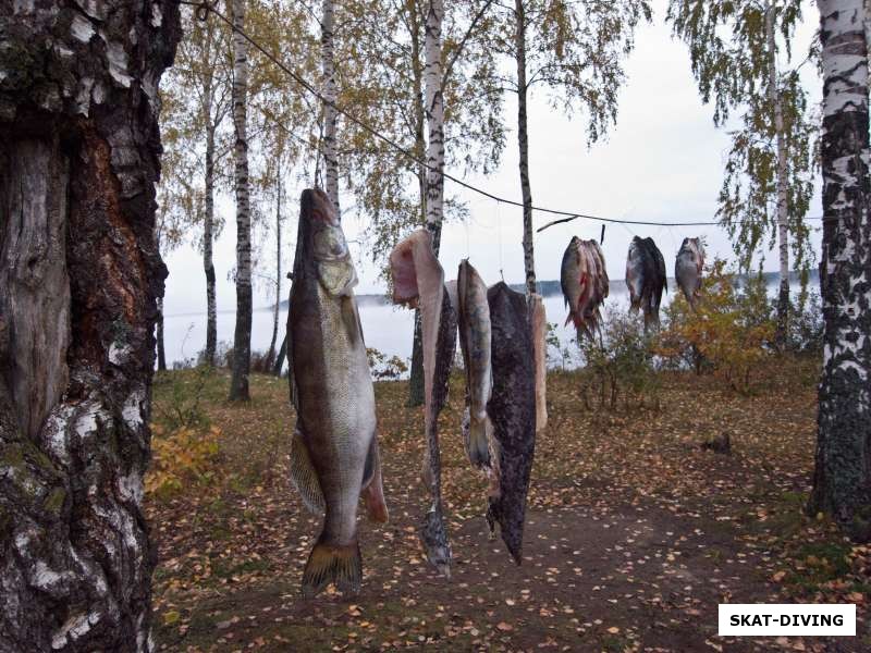 Рыбка вялится после засолки