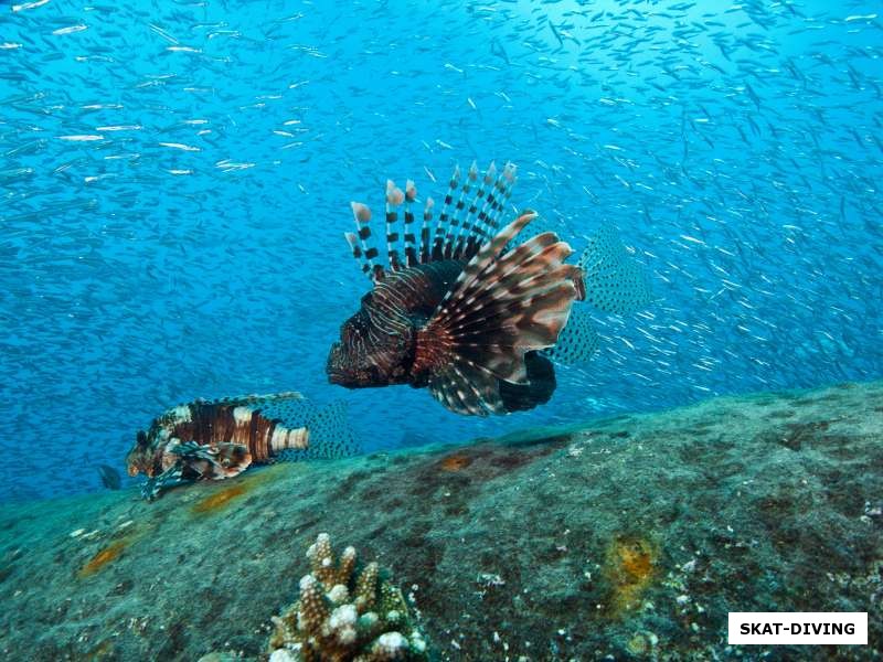 Крылатки на Thistlegorm