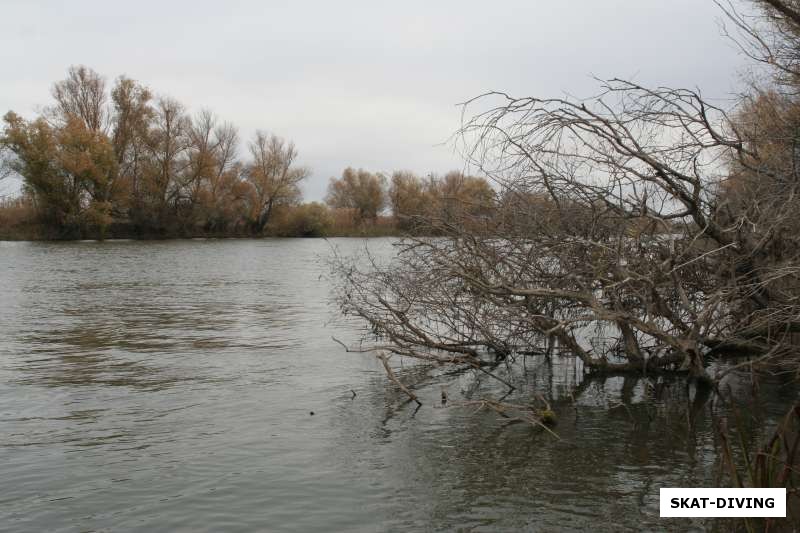 Деревья медленно сползают в воду