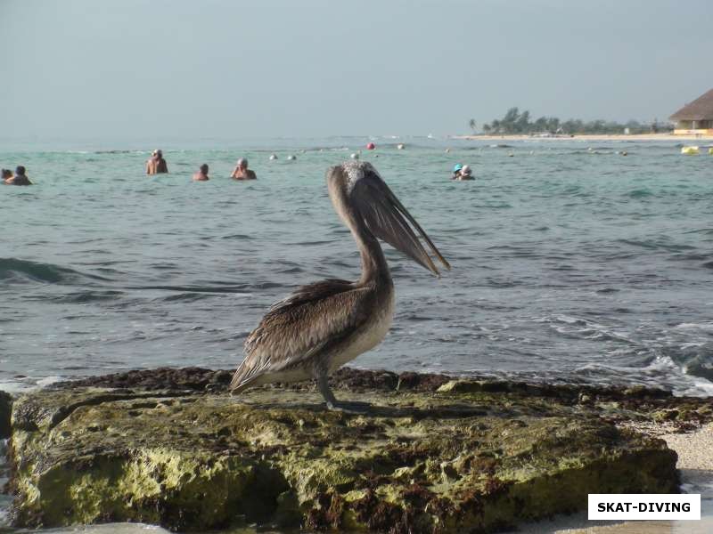 Юкатан, отель Сандос. Пеликаны чувствуют на пляже себя как дома