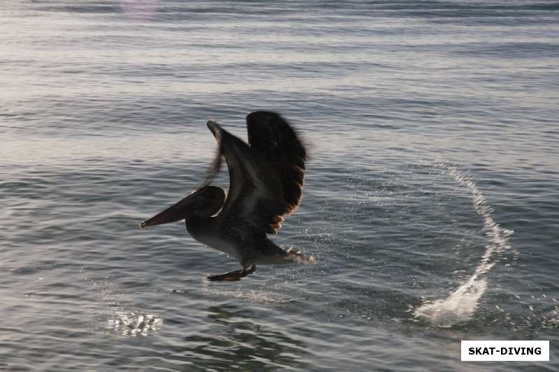 Пеликан взлетает с воды