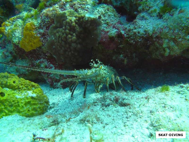 Карибское море. Совсем ручные омары. Один из первых представителей