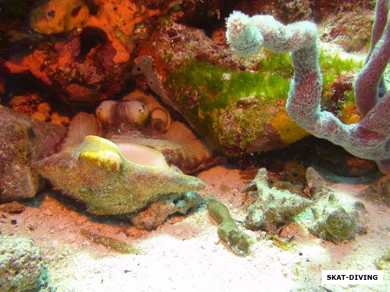 Осьминог прячется в рифе
