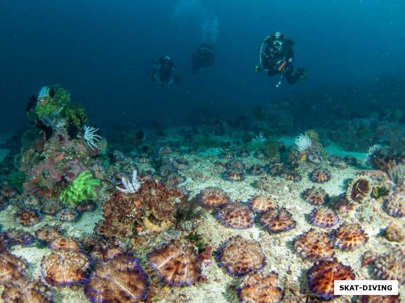 Разноцветные морские звезды мирно шагали по дну