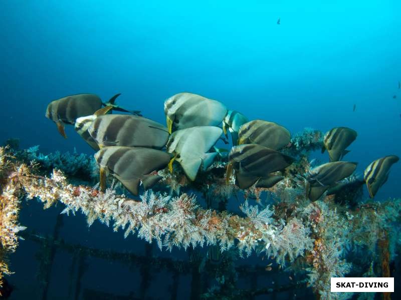 Эфипповые, или пагуаровые - семейство рыб отряда окунеобразных