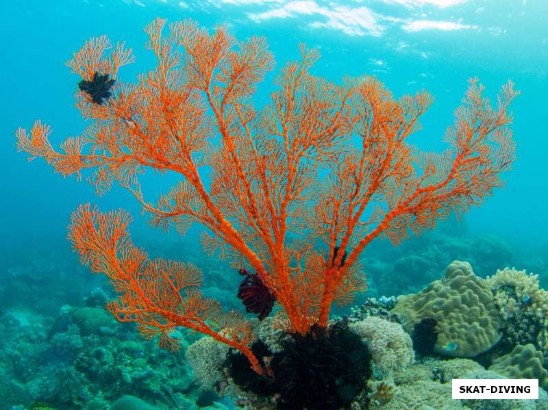 Красный мягкий коралл