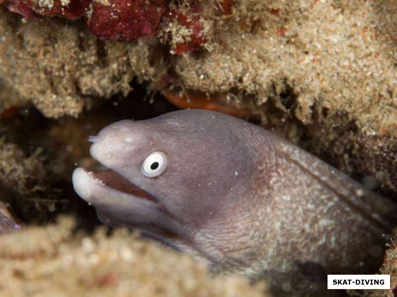 Маленькая мурена